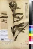 Specimen picture.