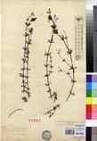 Specimen picture.