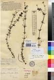Specimen picture.