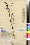Specimen picture.