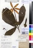 Specimen picture.