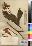Specimen picture.