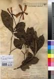 Specimen picture.