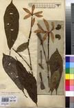 Specimen picture.