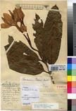 Specimen picture.