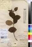 Specimen picture.