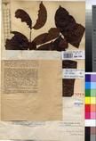 Specimen picture.