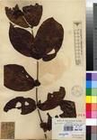 Specimen picture.