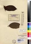 Specimen picture.