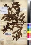 Specimen picture.