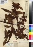 Specimen picture.