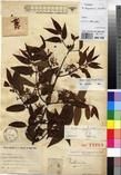 Specimen picture.