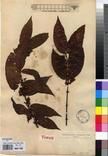 Specimen picture.