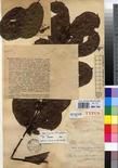 Specimen picture.