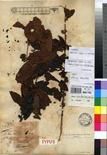 Specimen picture.