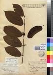 Specimen picture.
