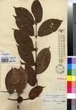 Specimen picture.