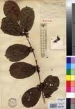 Specimen picture.