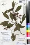 Specimen picture.