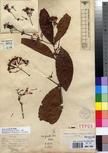 Specimen picture.