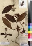 Specimen picture.