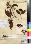 Specimen picture.