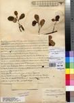 Specimen picture.