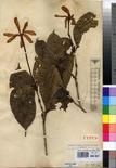 Specimen picture.