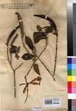 Specimen picture.