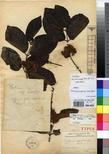 Specimen picture.