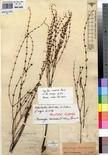 Specimen picture.