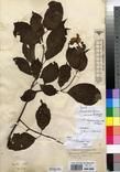 Specimen picture.