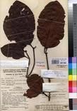 Specimen picture.