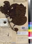 Specimen picture.