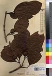 Specimen picture.