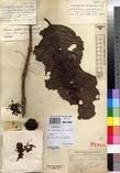 Specimen picture.