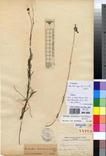 Specimen picture.