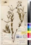 Specimen picture.