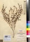 Specimen picture.