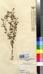 Specimen picture.