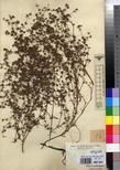 Specimen picture.