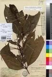 Specimen picture.