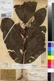 Specimen picture.
