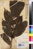 Specimen picture.
