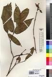 Specimen picture.