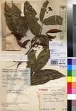 Specimen picture.
