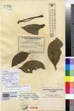 Specimen picture.