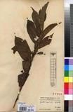 Specimen picture.