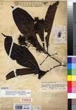 Specimen picture.