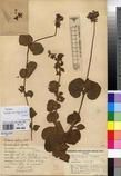 Specimen picture.